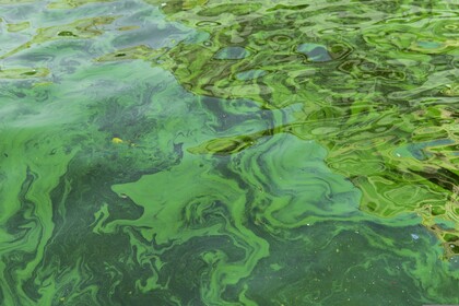 Health Advisory for Blue Green Algae