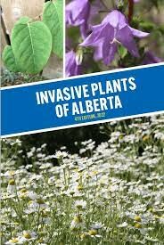 Noxious Weed Control
