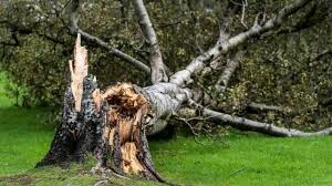 Wind Storm Debris